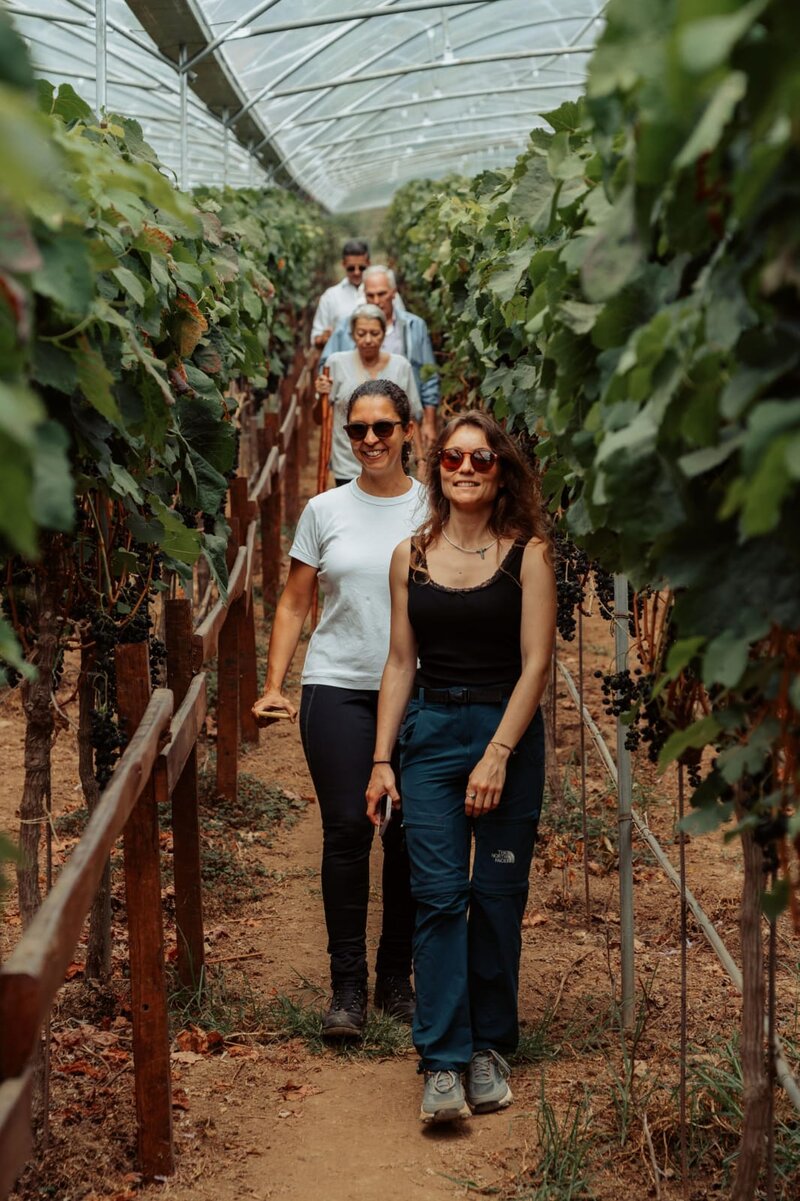 Vignes au Costa Rica